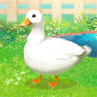 Ducky Simulator